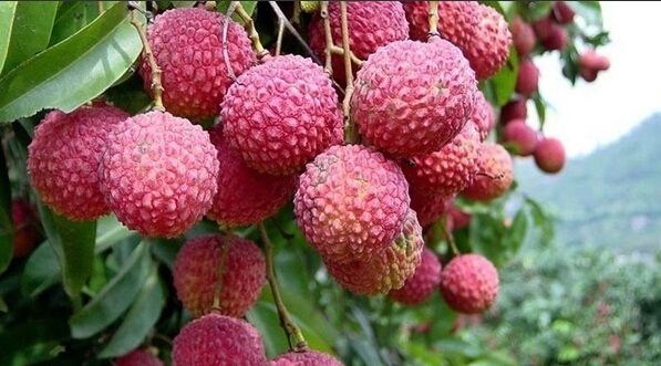 荔枝
